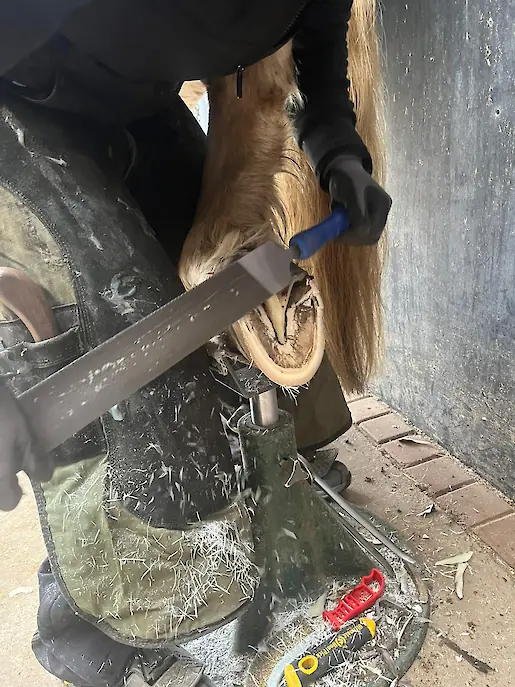 Leistung Barhufbearbeitung für Pferde, Ponys & Kaltblüter